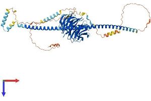 AlphaFold protein structure predicition of Mouse Recombinant Spag16 Protein, UniprotID Q8K450