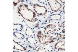 Immunohistochemical analysis of MOB3C staining in human kidney formalin fixed paraffin embedded tissue section. (MOBKL2C anticorps)