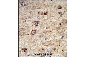 Formalin-fixed and paraffin-embedded human brain tissue reacted with LRRC4 Antibody (C-term), which was peroxidase-conjugated to the secondary antibody, followed by DAB staining. (LRRC4 anticorps  (C-Term))