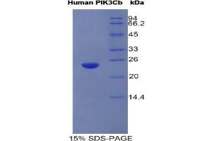 SDS-PAGE analysis of Human PIK3CB Protein. (Phosphoinositide-3-Kinase, Catalytic, beta Polypeptide (PIK3CB) Peptide)