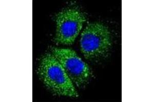 Confocal immunofluorescent analysis of CYBA Antibody (C-term) Cat.