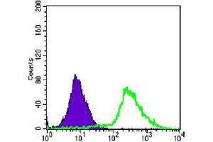 FC analysis of Jurkat cells using p44/42 MAPK antibody (green) and negative control (purple). (ERK1/2 anticorps)