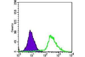 FC analysis of Jurkat cells using p44/42 MAPK antibody (green) and negative control (purple). (ERK1/2 anticorps)