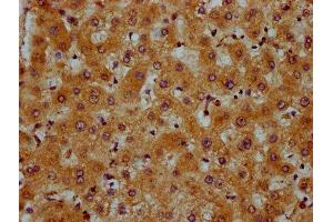 IHC image of ABIN7164105 diluted at 1:600 and staining in paraffin-embedded human liver tissue performed on a Leica BondTM system. (PRDM11 anticorps  (AA 63-215))