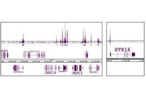 EED antibody (mAb) tested by ChIP-Seq.