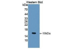 Western Blotting (WB) image for anti-Occludin (OCLN) (AA 17-107) antibody (ABIN3205333) (Occludin anticorps  (AA 17-107))