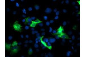 Anti-PFKP mouse monoclonal antibody (ABIN2455342) immunofluorescent staining of COS7 cells transiently transfected by pCMV6-ENTRY PFKP (RC200673). (PFKP anticorps)