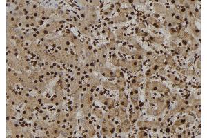 ABIN6277227 at 1/100 staining Human liver tissue by IHC-P. (NUP62 anticorps  (Internal Region))