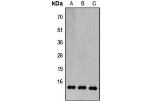 Western blot analysis of COX5B expression in HEK293T (A), Raw264. (COX5B anticorps  (N-Term))