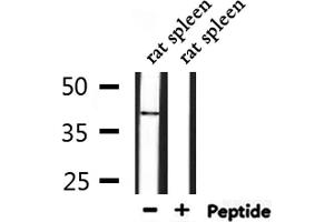 Western blot analysis of extracts from rat spleen, using MPRG Antibody. (PAQR5 anticorps  (C-Term))