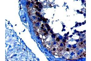 VPS28 polyclonal antibody  (10 ug/mL) staining of paraffin embedded human testis. (VPS28 anticorps)