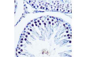 Immunohistochemistry of paraffin-embedded Rat testis using Vgll4 Rabbit pAb (ABIN7271320) at dilution of 1:100 (40x lens). (VGLL4 anticorps)