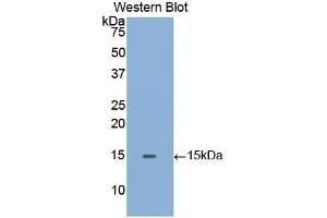 Western Blotting (WB) image for anti-Galactosidase, alpha (GLA) (AA 1-80) antibody (ABIN1859018) (GLA anticorps  (AA 1-80))