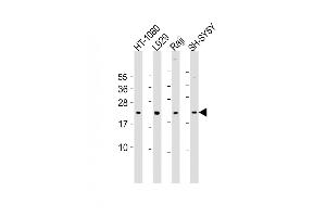 All lanes : Anti-Bax Antibody (BH3) at 1:2000 dilution Lane 1: HT-1080 whole cell lysate Lane 2:  whole cell lysate Lane 3: Raji whole cell lysate Lane 4: SH-SY5Y whole cell lysate Lysates/proteins at 20 μg per lane. (BAX anticorps  (AA 41-76))