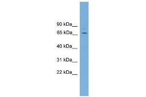 SNAG1 antibody used at 0. (SNX18 anticorps  (C-Term))
