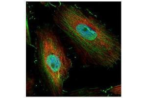 ICC/IF Image Confocal immunofluorescence analysis (Olympus FV10i) of paraformaldehyde-fixed HeLa, using BIVM, antibody (Green) at 1:500 dilution. (BIVM anticorps  (C-Term))