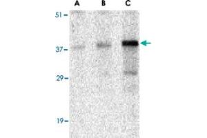 Western blot analysis of CCNO in mouse bladder tissue lysate with CCNO polyclonal antibody  at (A) 0.