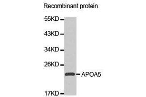 Western Blotting (WB) image for anti-Apolipoprotein A-V (APOA5) antibody (ABIN1871031) (APOA5 anticorps)