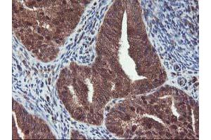 Image no. 9 for anti-Haloacid Dehalogenase-Like Hydrolase Domain Containing 1 (HDHD1) antibody (ABIN1498623) (HDHD1 anticorps)