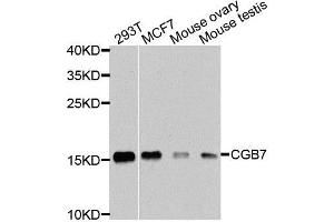 Western blot analysis of extracts of various cell lines, using CGB7 antibody (ABIN5974696) at 1/1000 dilution. (CGB7 anticorps)