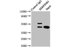 Immunoprecipitating SERPINB1 in HepG2 whole cell lysate Lane 1: Rabbit control IgG instead of ABIN7158247 in HepG2 whole cell lysate. (SERPINB1 anticorps  (AA 1-379))