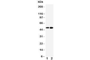 Western blot testing of Alpha 2a Adrenergic Receptor antibody and Lane 1:  HeLa;  2: PANC cell lysate