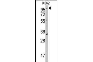 Western blot analysis of anti-ROR2 Antibody (ABIN392046 and ABIN2841814) in K562 cell line lysates (35 μg/lane). (ROR2 anticorps)