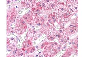 Immunohistochemistry (IHC) image for anti-Mitogen-Activated Protein Kinase Kinase 2 (MAP2K2) (N-Term) antibody (ABIN2783572)