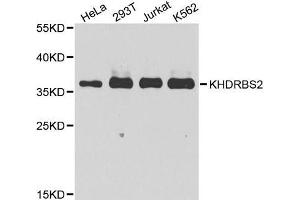 Western blot analysis of extracts of various cell lines, using KHDRBS2 antibody (ABIN5975782) at 1/1000 dilution. (KHDRBS2 anticorps)