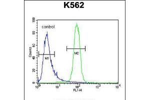 Flow cytometric analysis of K562 cells (right histogram) compared to a negative control cell (left histogram). (KBTBD5 anticorps  (AA 349-377))