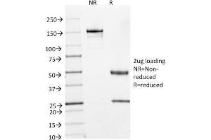 SDS-PAGE Analysis Purified Cyclin A2 Mouse Monoclonal Antibody (E67). (Cyclin A anticorps)