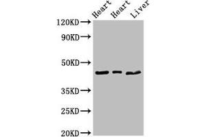 Western Blot Positive WB detected in: Rat heart tissue, Mouse heart tissue, Mouse liver tissue All lanes: ECI2 antibody at 2.