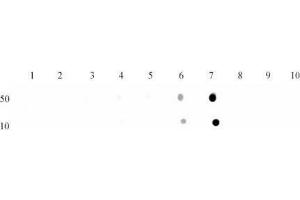 Histone H3 trimethyl Lys9 antibody tested by dot blot analysis.