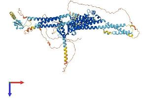 AlphaFold protein structure predicition of Human Recombinant MCF2 Protein, UniprotID P10911