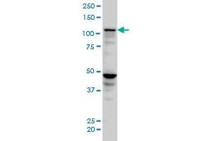 SEC24D monoclonal antibody (M04), clone 1A8 Western Blot analysis of SEC24D expression in HeLa . (SEC24D anticorps  (AA 935-1032))