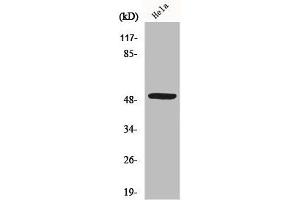 Western Blot analysis of Jurkat cells using MYLIP Polyclonal Antibody (MYLIP anticorps  (Internal Region))