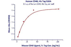 Immobilized Human CD40, His Tag  with a linear range of 2. (CD40 Protein (CD40) (AA 21-193) (His tag))