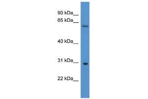 WB Suggested Anti-Cpne7 Antibody Titration: 0. (CPNE7 anticorps  (C-Term))