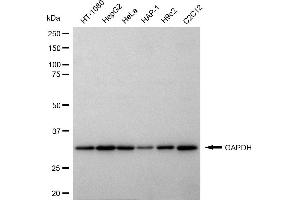 Western blotting analysis using GAPDH antibody (ABIN7798765).