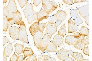 ABIN6264731 and ABIN6276568 at 1/100 staining Mouse muscle tissue by IHC-P.