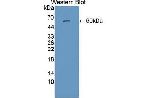 Detection of Recombinant PSAP, Human using Polyclonal Antibody to Prosaposin (PSAP) (Prosaposin anticorps  (AA 17-524))