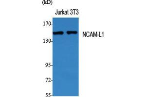 Western Blot (WB) analysis of specific cells using NCAM-L1 Polyclonal Antibody.