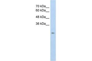 Western Blotting (WB) image for anti-Solute Carrier Family 25, Member 45 (SLC25A45) antibody (ABIN2462734) (SLC25A45 anticorps)