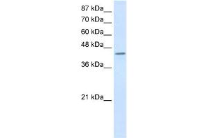 WB Suggested Anti-PCBP4 Antibody Titration:  0. (PCBP4 anticorps  (C-Term))