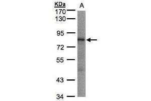 WB Image Sample(30 ug whole cell lysate) A:293T 12% SDS PAGE antibody diluted at 1:1000 (LIMD1 anticorps  (C-Term))