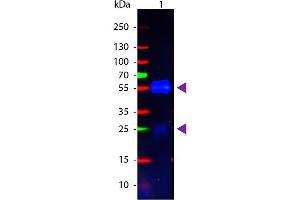 Western Blot of Goat anti-Rabbit IgG Pre-Adsorbed Atto 488 Conjugated Secondary Antibody. (Chèvre anti-Lapin IgG (Heavy & Light Chain) Anticorps (Atto 488) - Preadsorbed)