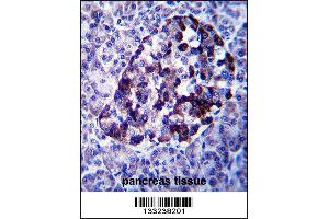 MID2 Antibody immunohistochemistry analysis in formalin fixed and paraffin embedded human pancreas tissue followed by peroxidase conjugation of the secondary antibody and DAB staining. (Midline 2 anticorps  (C-Term))