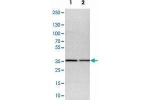 Western blot analysis of cell lysates with CNPY3 polyclonal antibody  at 1:250-1:500 dilution. (TNRC5 anticorps)