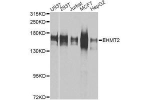Western blot analysis of extracts of various cell lines, using EHMT2 antibody. (EHMT2 anticorps  (AA 877-1176))