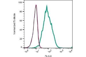 Cell surface detection of CD81 by indirect flow cytometry in live intact human Raji lymphoblast B-cell line: + goat-anti-rabbit-FITC. (CD81 anticorps  (Extracellular))